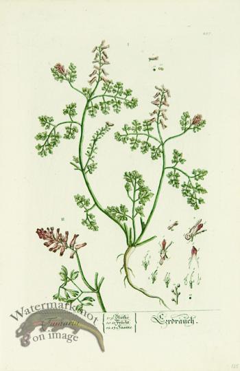 Blackwell German 263